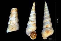 Turritella terebralis